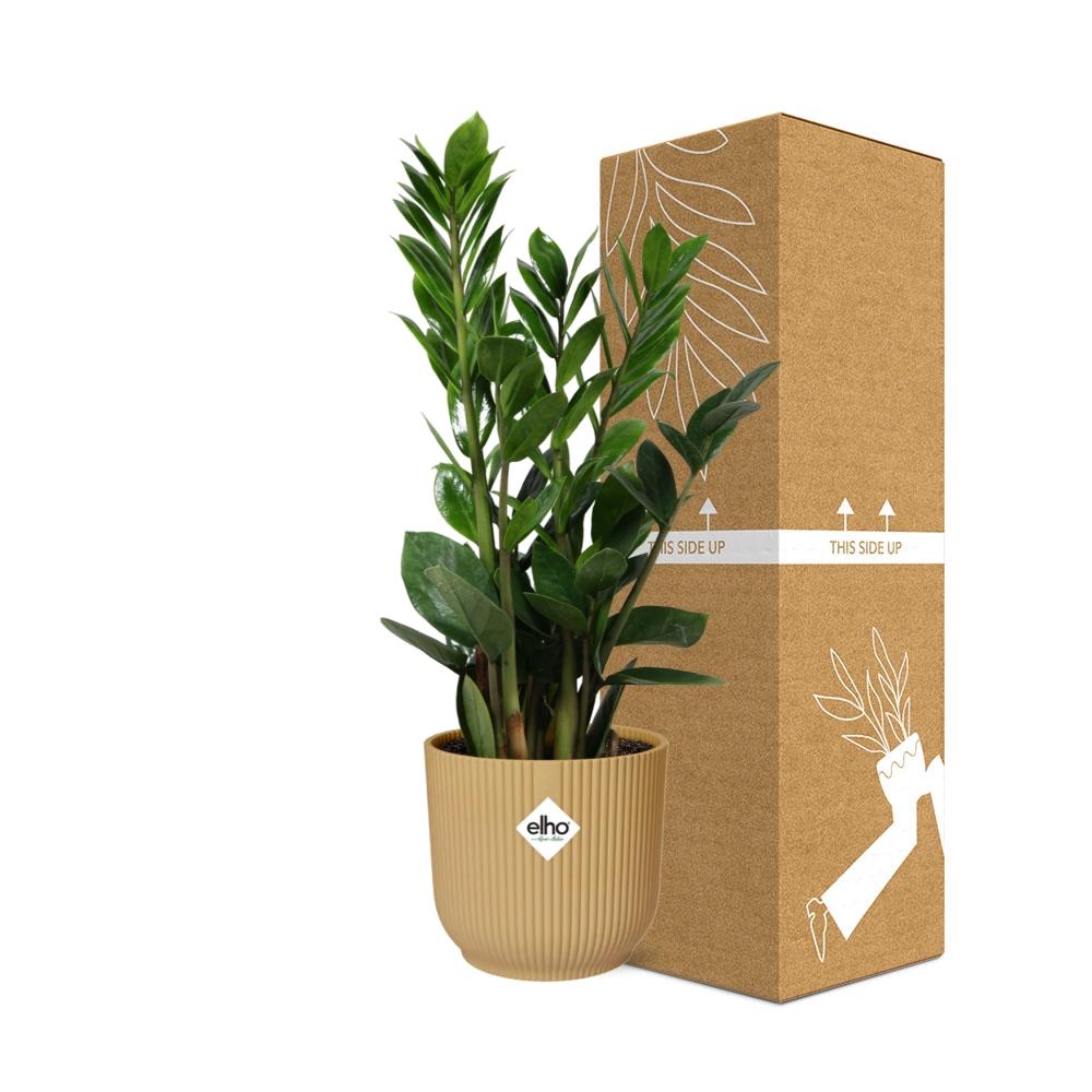 Zamioculcas (ZZ plant) – Height 45–50 cm in ELHO Vibes Fold 14 cm yellow