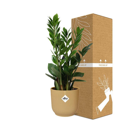 Zamioculcas (ZZ plant) – Height 45–50 cm in ELHO Vibes Fold 14 cm yellow