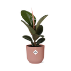 Ficus elastica ‘Robusta’ in ELHO Vibes Fold 14cm – Roze | Gemiddeld onderhoud