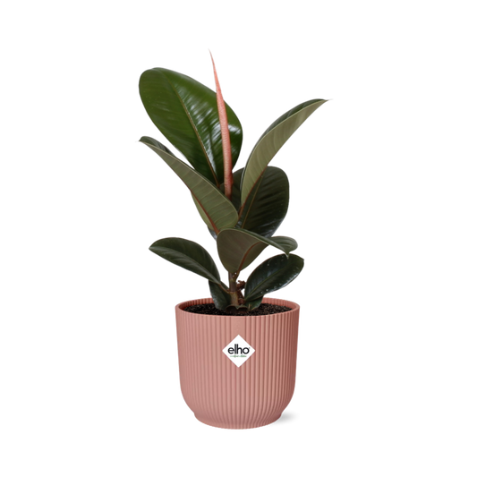 Ficus elastica 'Robusta' in ELHO Vibes Fold 14cm – Pink | Average maintenance