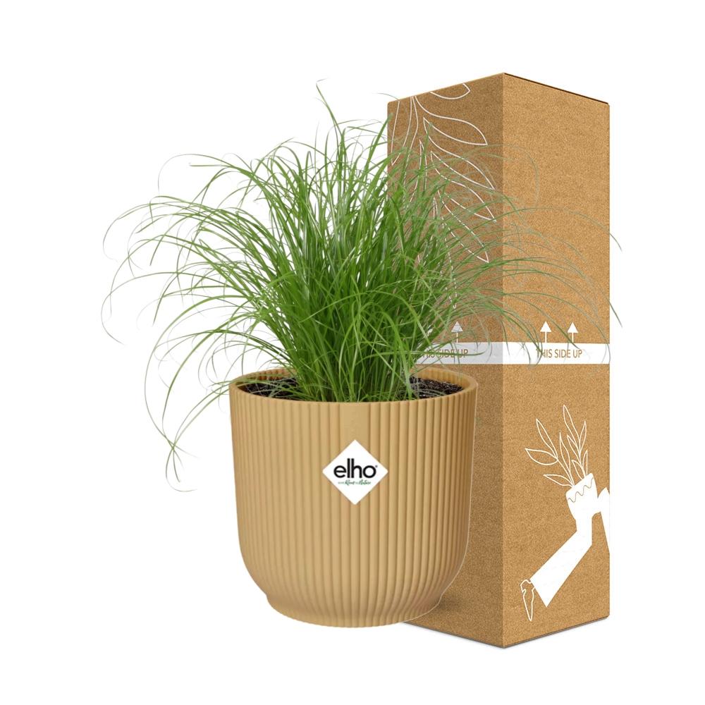 Cyperus Alternifolius 'Zumula' in ELHO Vibes Fold 14cm yellow | Umbrella grass with thirst – Average maintenance