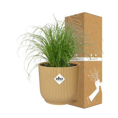 Cyperus Alternifolius 'Zumula' in ELHO Vibes Fold 14cm yellow | Umbrella grass with thirst – Average maintenance