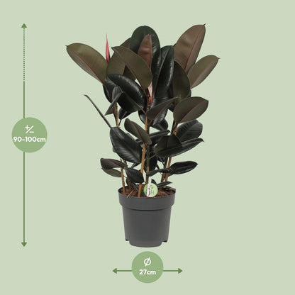 Ficus Abidjan – Ø27cm ↕90cm | Easy maintenance