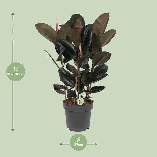 Ficus Abidjan – Ø27cm ↕90cm | Easy maintenance