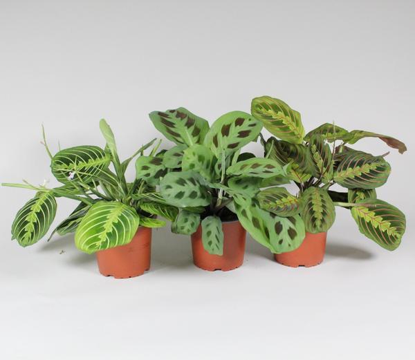Maranta Leuconeura ‘Fascinator’ Mix 3 Soorten | Drievoudige gebedsplant-show – Gemiddeld onderhoud