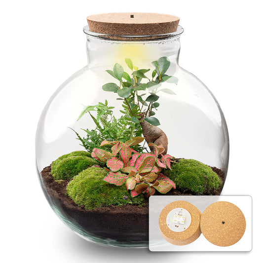 🪴💡 DIY Terrarium Bollard Bob – Bonsai – With LED cork