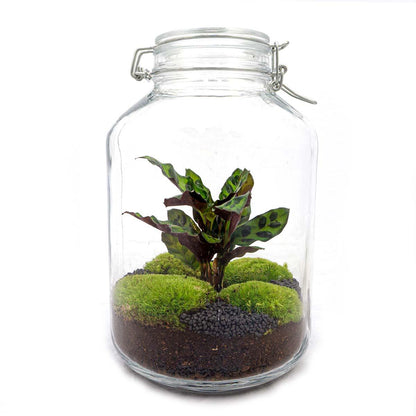 🌿 DIY Terrarium Jar – Calathea – 28 cm