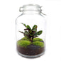 🌿 DIY Terrarium Jar – Calathea – 28 cm