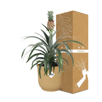 Pineapple Mi Amigo in ELHO Vibes Fold 14 cm yellow