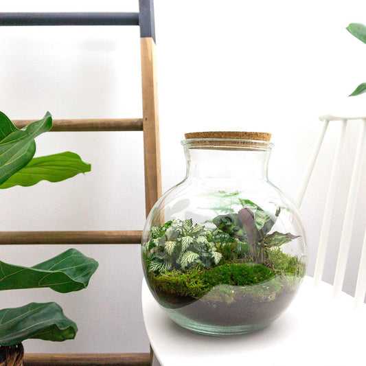 🌿 DIY Terrarium Teddy – 26.5 cm