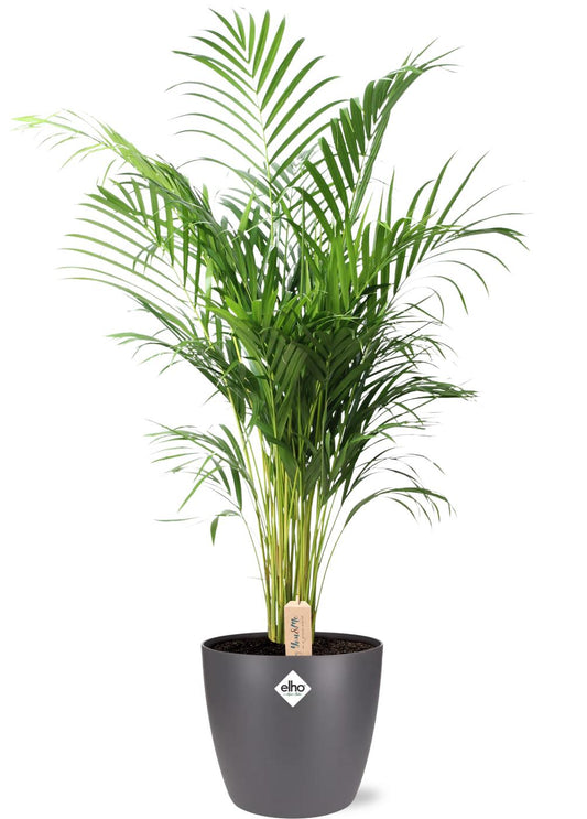 Dypsis Lutescens (Areca) + Pot Brussels Anthracite – Ø24cm ↕110cm | Average maintenance