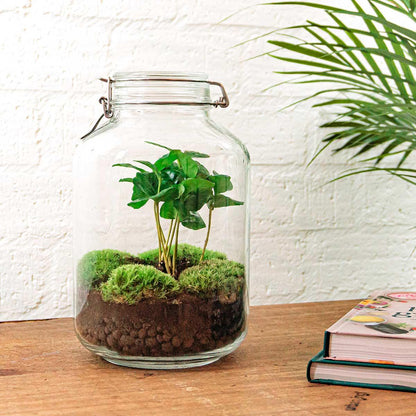 ☕🌿 DIY Terrarium Jar – Coffea Arabica – 28 cm