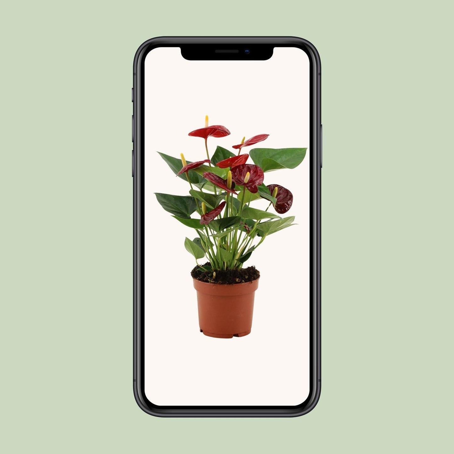 Anthurium 'Calon' (transparent sleeve) – Ø12cm ↕36cm | Average maintenance