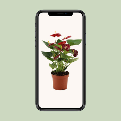 Anthurium 'Calon' (transparent sleeve) – Ø12cm ↕36cm | Average maintenance