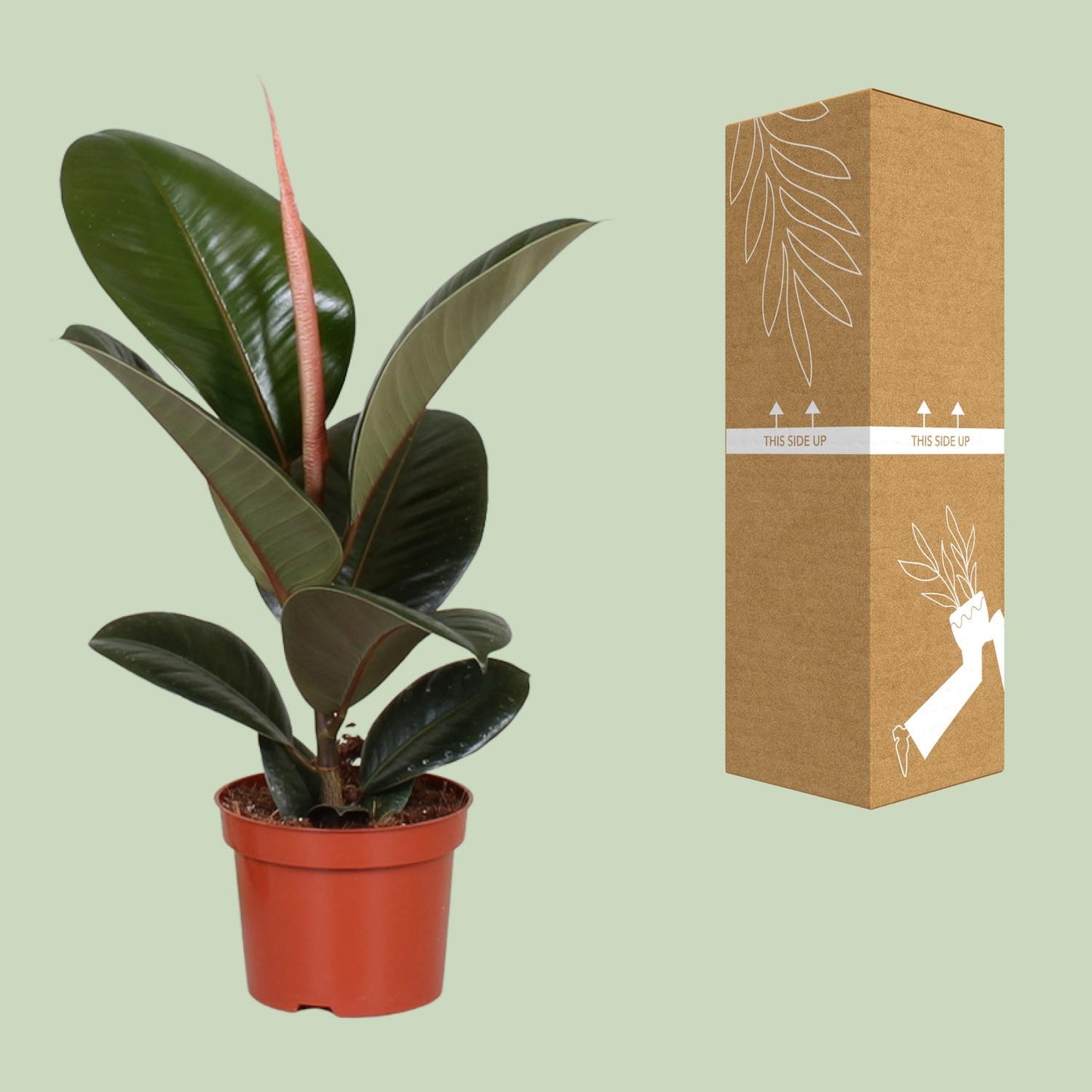 Ficus Elastica Robusta (Rubber Plant) – Ø12cm ↕35cm | Easy maintenance