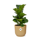 Ficus Lyrata ‘Bambino’ in ELHO Vibes Fold 14 cm geel
