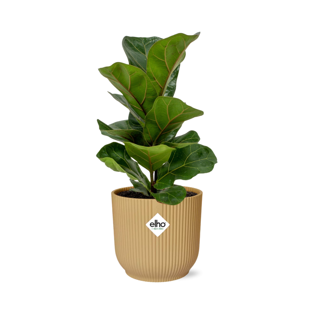 Ficus Lyrata 'Bambino' in ELHO Vibes Fold 14 cm yellow