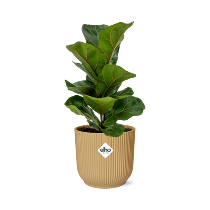 Ficus Lyrata 'Bambino' in ELHO Vibes Fold 14 cm yellow