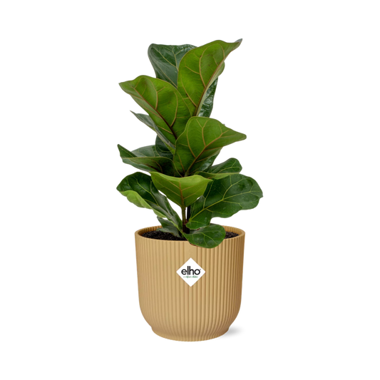 Ficus Lyrata 'Bambino' in ELHO Vibes Fold 14 cm yellow