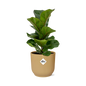 Ficus Lyrata 'Bambino' in ELHO Vibes Fold 14 cm yellow