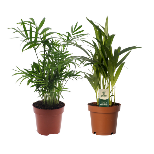 Dypsis lutescens &amp; Chamaedorea Duo – 2 pieces – Ø12cm ↕40cm | Easy maintenance