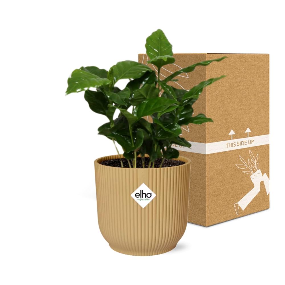 Coffea Arabica in ELHO Vibes Fold 14 cm yellow