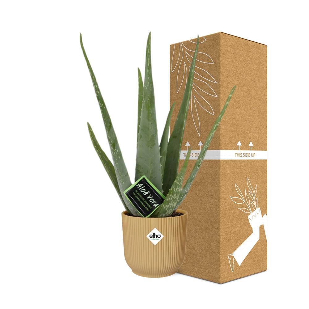 Aloe Vera 12cm in ELHO Vibes Fold 14cm yellow | The down-to-earth nurse – Easy maintenance