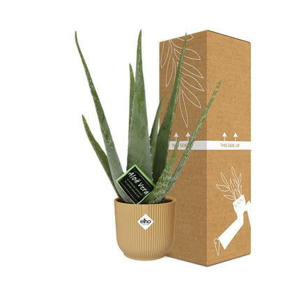 Aloe Vera 12cm in ELHO Vibes Fold 14cm yellow | The down-to-earth nurse – Easy maintenance
