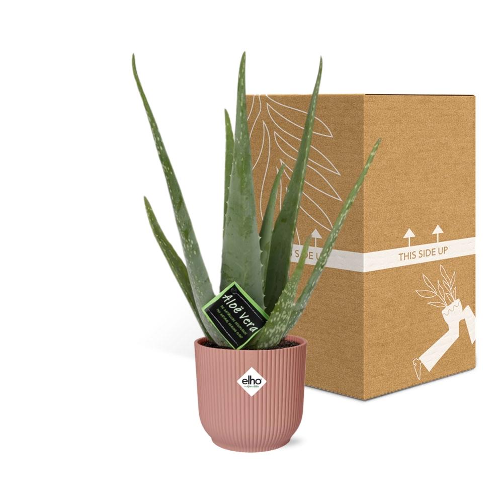Aloe Vera – Ø12 cm in ELHO Vibes Fold 14 cm pink