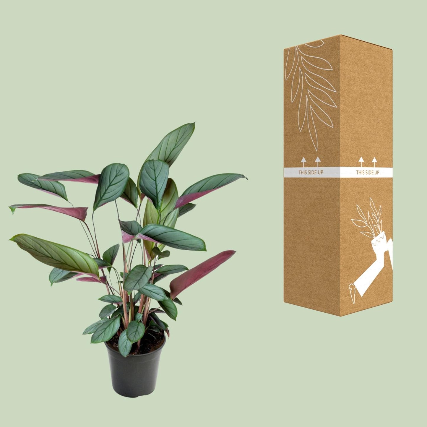 Ctenanthe Setosa – Ø17cm ↕60cm | Jungle Artist – Average maintenance