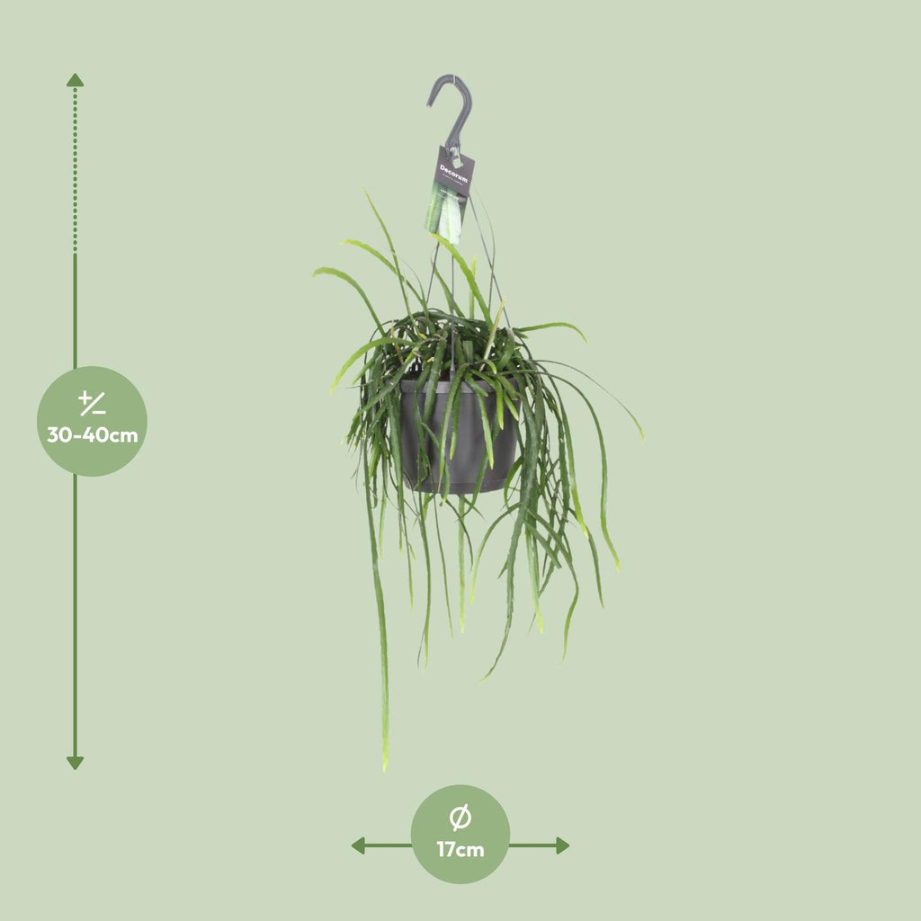Lepismium Bolivianum – Hanging Forest Cactus Ø17 cm ↕40 cm