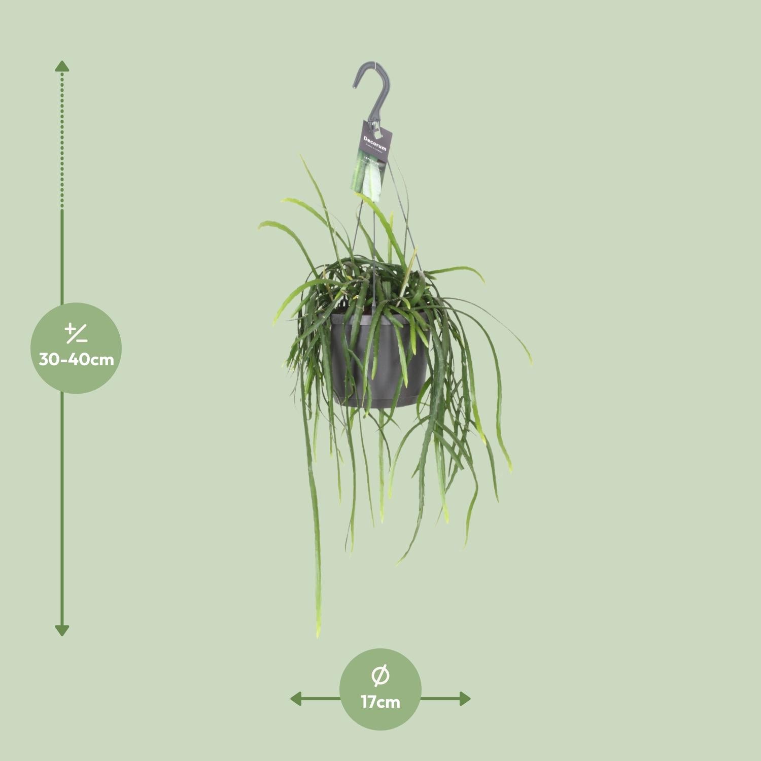 Lepismium Bolivianum – Hanging Forest Cactus Ø17 cm ↕40 cm