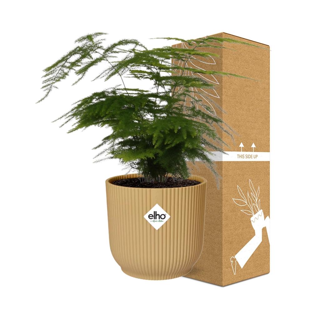 Asparagus Setaceus 'Plumosus' in ELHO Vibes Fold 14 cm yellow