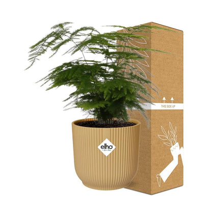 Asparagus Setaceus 'Plumosus' in ELHO Vibes Fold 14 cm yellow