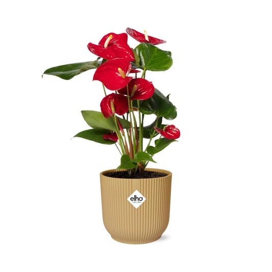 Anthurium Red Ø12 cm in ELHO Vibes Fold 14 cm yellow