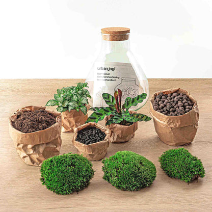🌿 DIY Terrarium Sammie – 27 cm