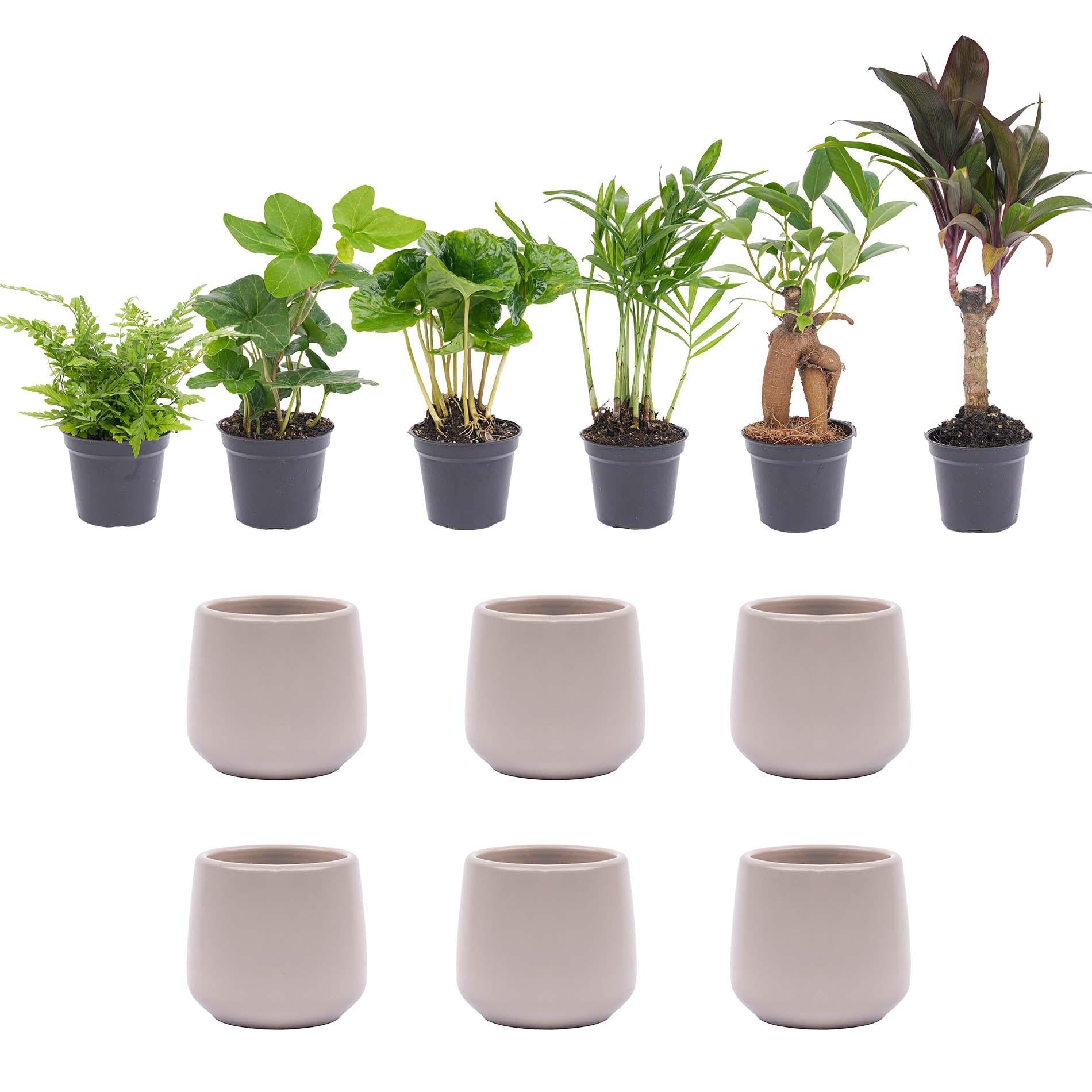 Mini Plant Set Joey – 6 pieces with pot | Easy maintenance