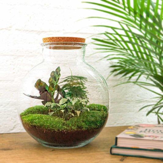 🌿🛠️ DIY Terrarium Bolder Bob – 30 cm – Includes rake, shovel &amp; tweezers