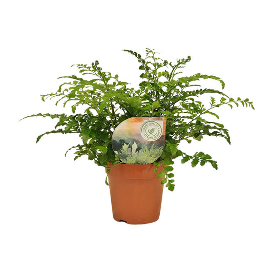 Asplenium 'Parvati' – Ø12cm ↕35cm | Boho curl (compact) – Average maintenance