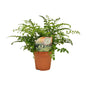 Asplenium 'Parvati' – Ø12cm ↕35cm | Boho curl (compact) – Average maintenance