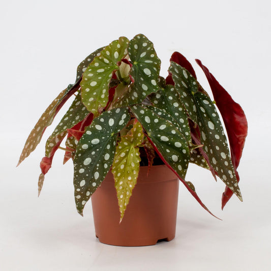 Begonia Leaf Maculata 'Wightii' – Ø12cm ↕20cm | Average maintenance