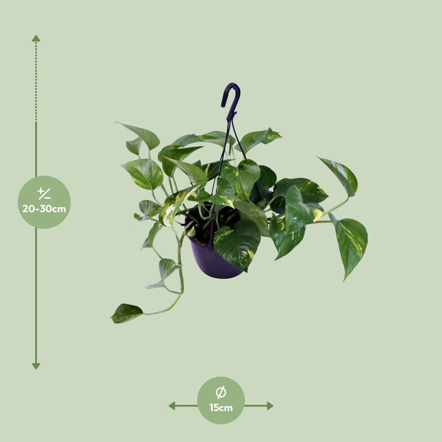 Epipremnum Aureum – Scindapsus Houseplant Ø15 cm ↕30 cm