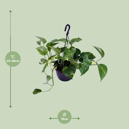 Epipremnum Aureum – Scindapsus Houseplant Ø15 cm ↕30 cm