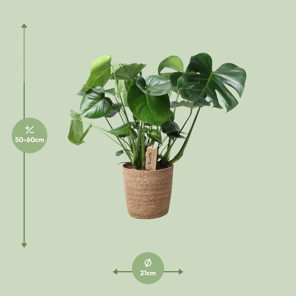 Monstera in Natural Basket – Ø21cm ↕60cm | Average maintenance