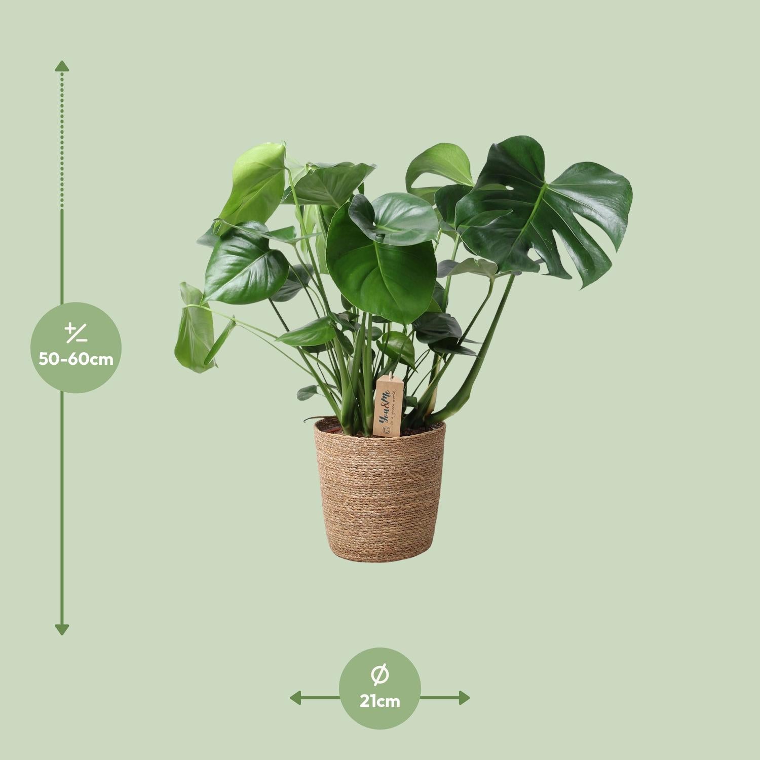 Monstera in Natural Basket – Ø21cm ↕60cm | Average maintenance