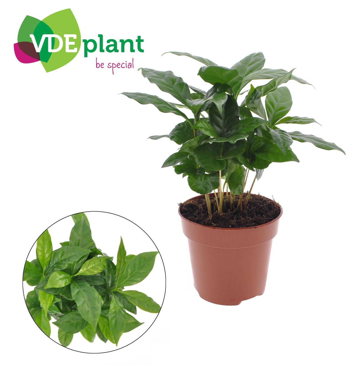 Coffea Arabica – Ø12cm – ↕30cm | The Living Room Barista – Average Maintenance
