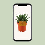 Gasteria Aurora – Ø11cm ↕15cm | Easy maintenance