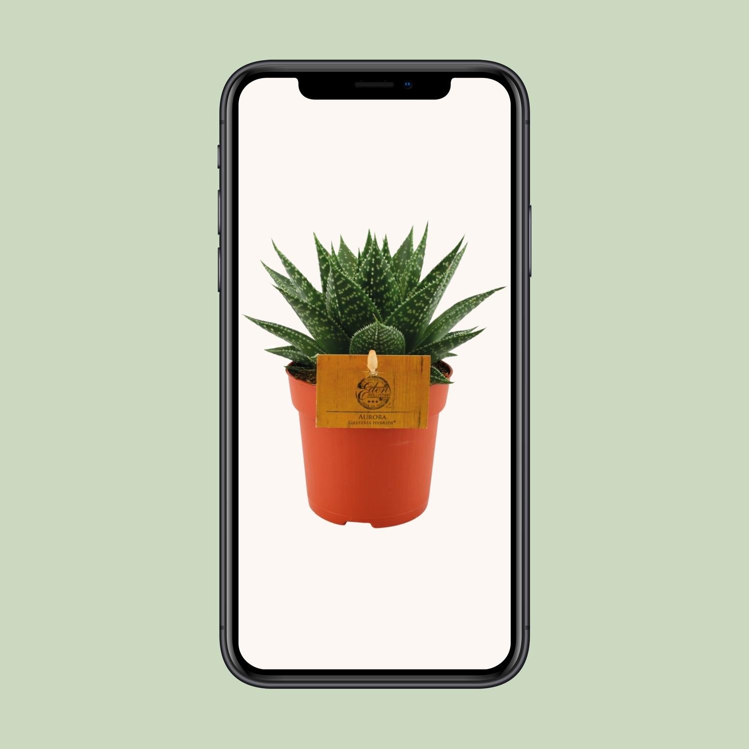 Gasteria Aurora – Ø11cm ↕15cm | Easy maintenance