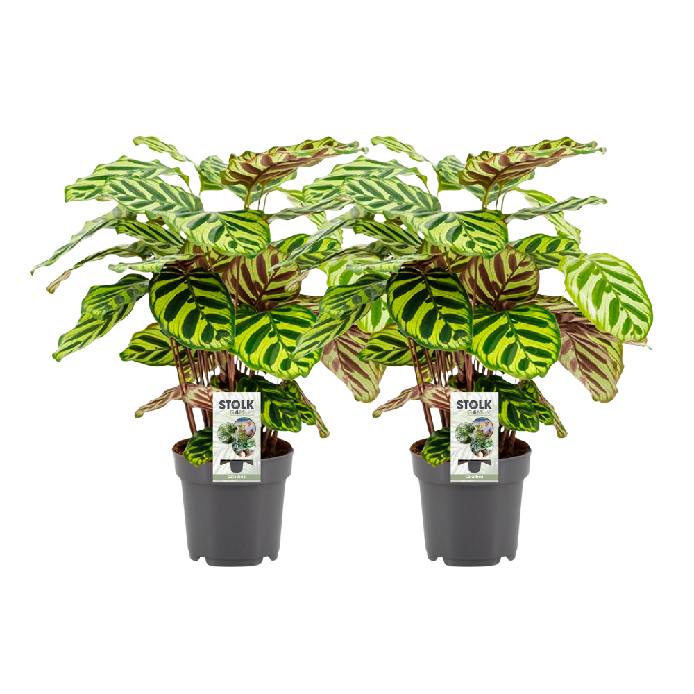 Calathea makoyana – 2 pcs – Ø14cm ↕45cm | Average maintenance