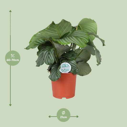 Calathea Orbifolia - Ø21cm - ↕70cm | The Zen Peacock Fan – Challenging Maintenance
